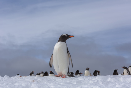 Google’s Penguin 4.0 Algorithm Update – What’s New?