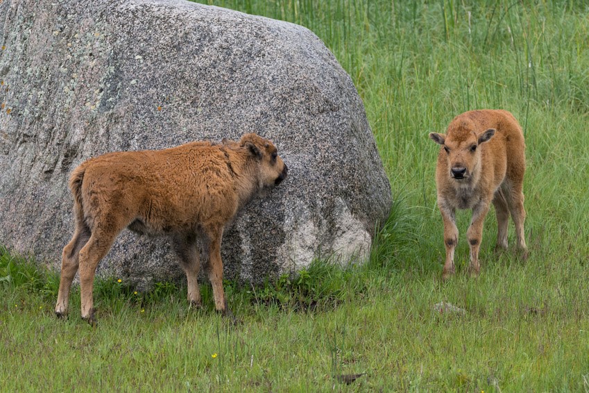 Animal Hide and Seek 