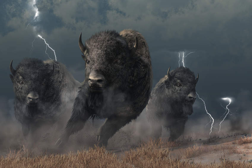 Buffalo Stampede