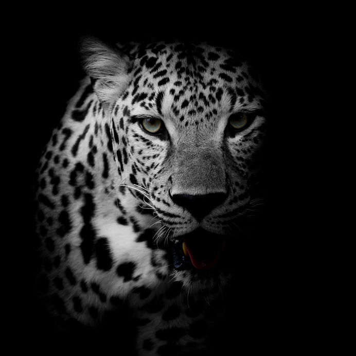 Black & White Cheetah 
