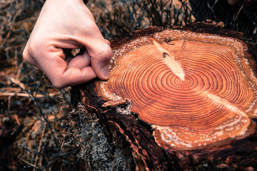 Counting Tree Rings 