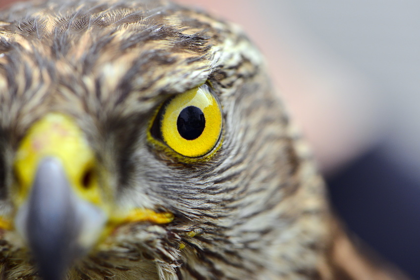 Hawk Eye Close-Up 