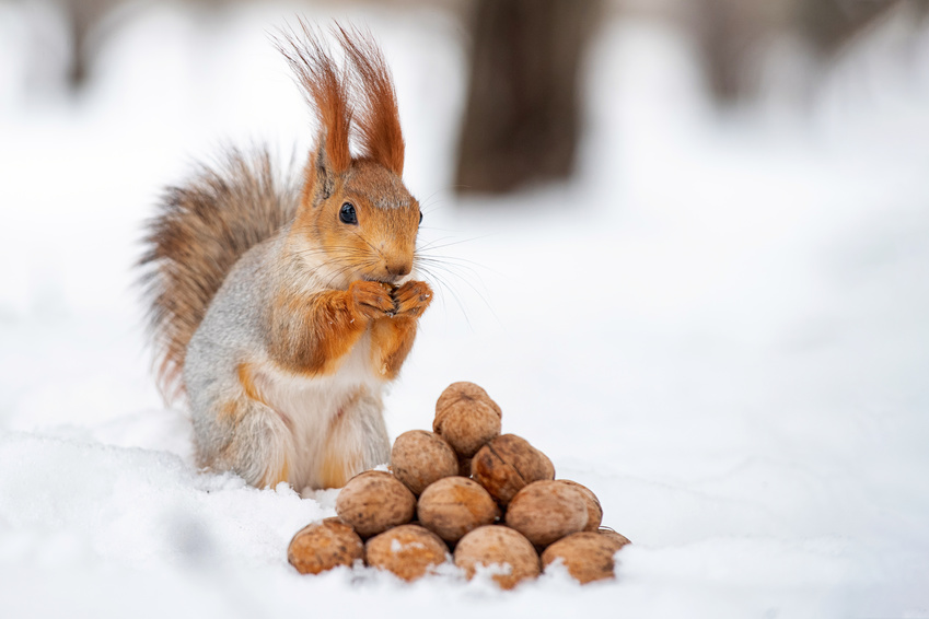 Squirrel Nuts 